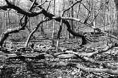 europe_online_tv_fine_art_photography_central_park_nyc_f75_9_photography_art