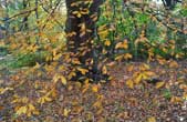 europe_online_tv_fine_art_photography_central_park_nyc_f68_8_photography_art